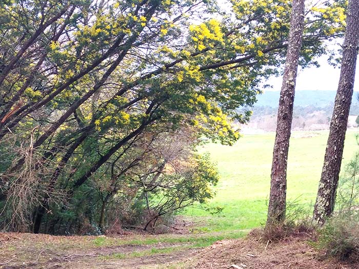 bosque de acacias en el entorno