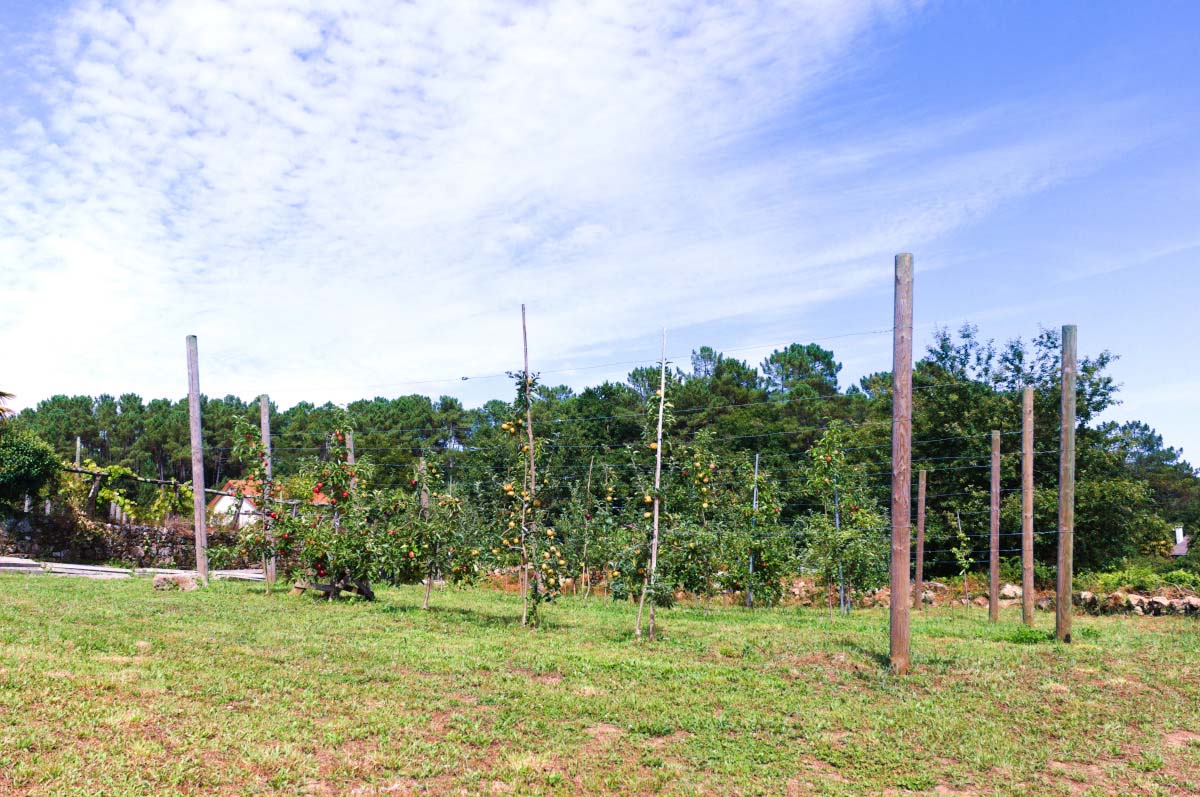 finca con manzanos