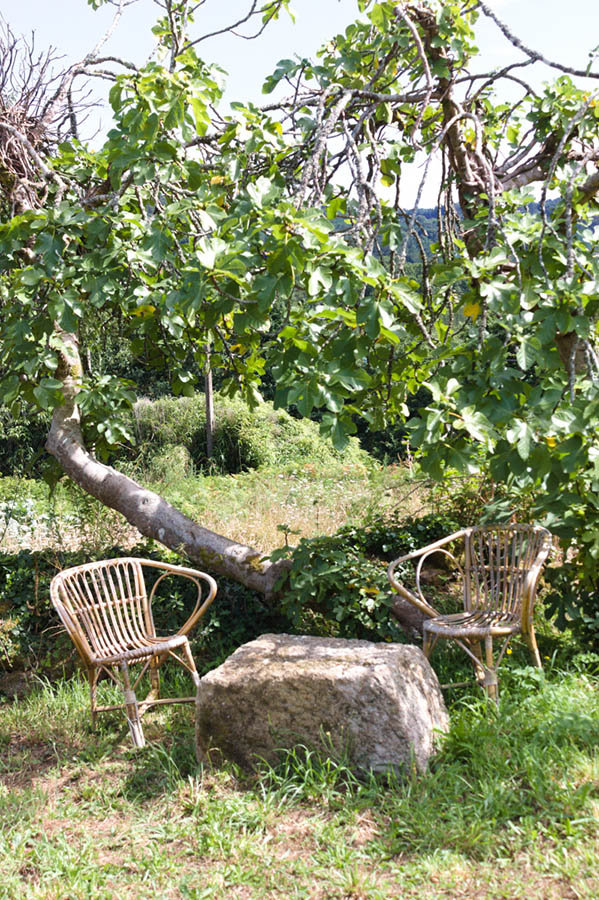 sillas bajo la higuera de la finca