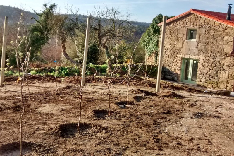 manzanos recién plantados