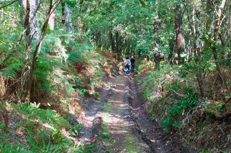 gente caminando por un camino en el bosque